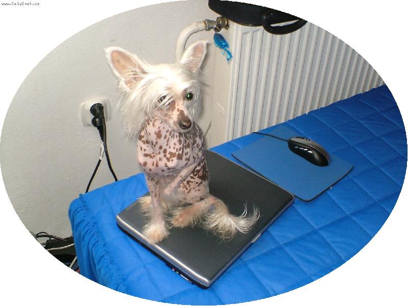 Foto: Jeanny mi br�n� v pr�ci s PC