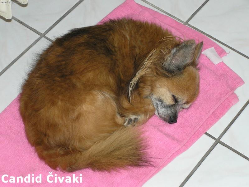 Foto: Jeden�ctilet� Kub�k