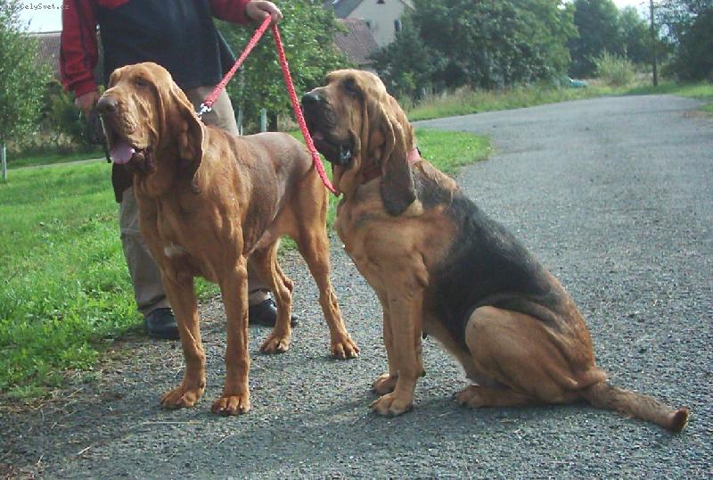 Foto: Famous Alhavant-man�el�