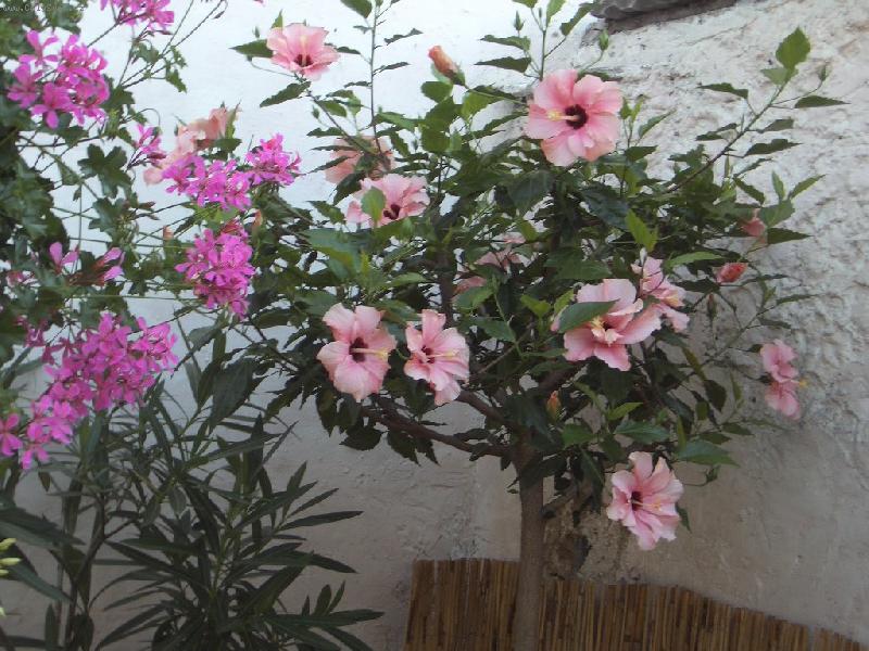 Foto: stomkovy ibisek-R��ov� , plnokvet�