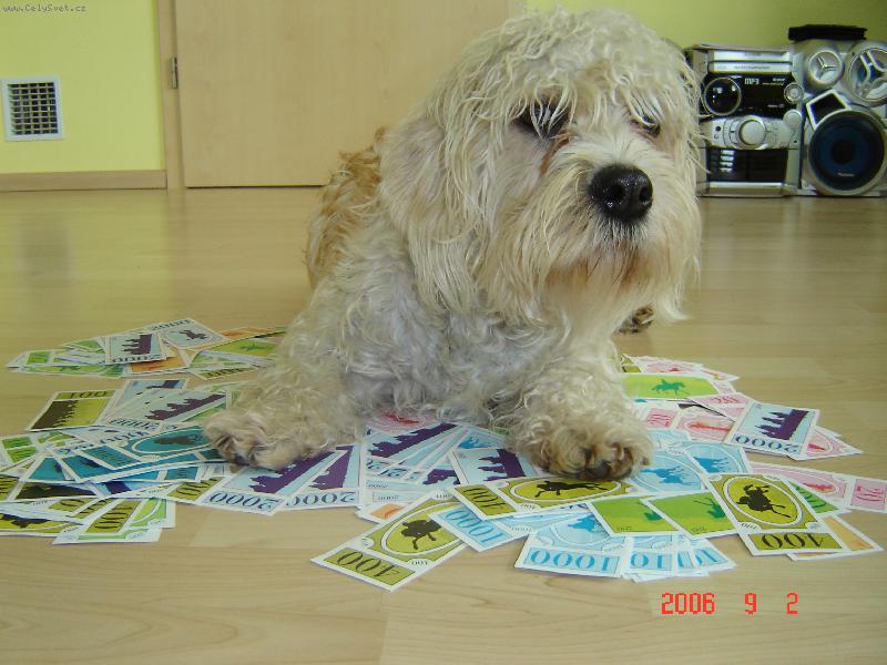 Foto: Dandie Dinmont Teri�r