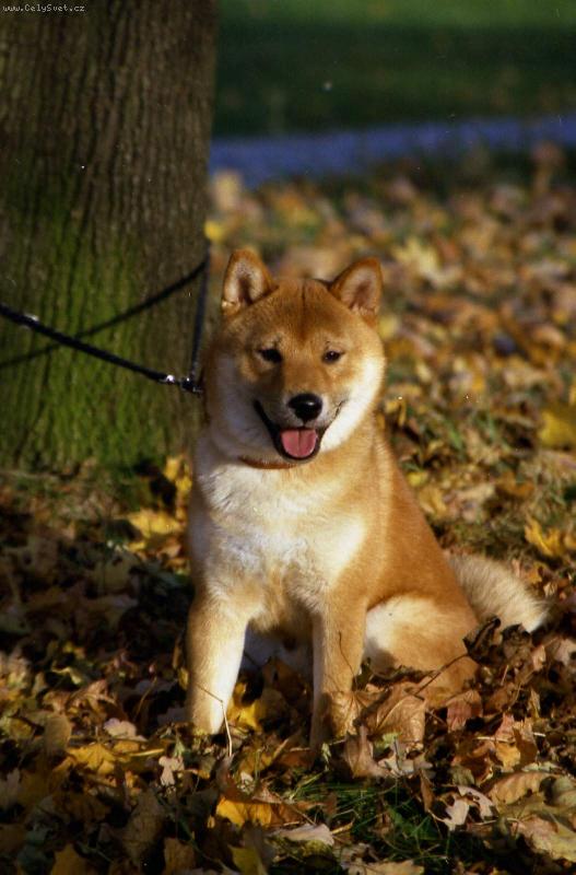 Foto: chovatel Jarmila Hale�ov�