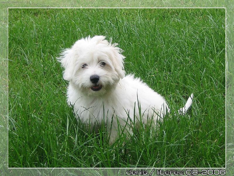 Foto: �ty�m�s��n� Coton de Tulear