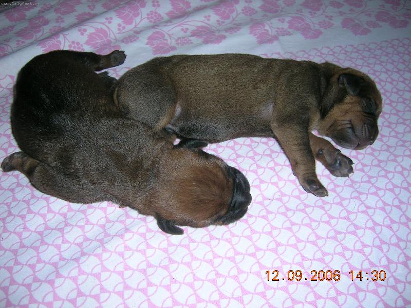 Foto: chov.st.Tosa Centrum-�t��ata