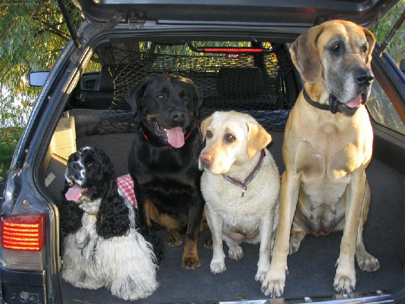 Foto: jedeme na houby