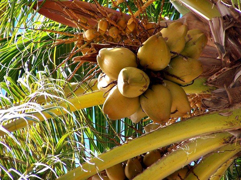 Foto: Kokosov� palma-Honolulu, USA