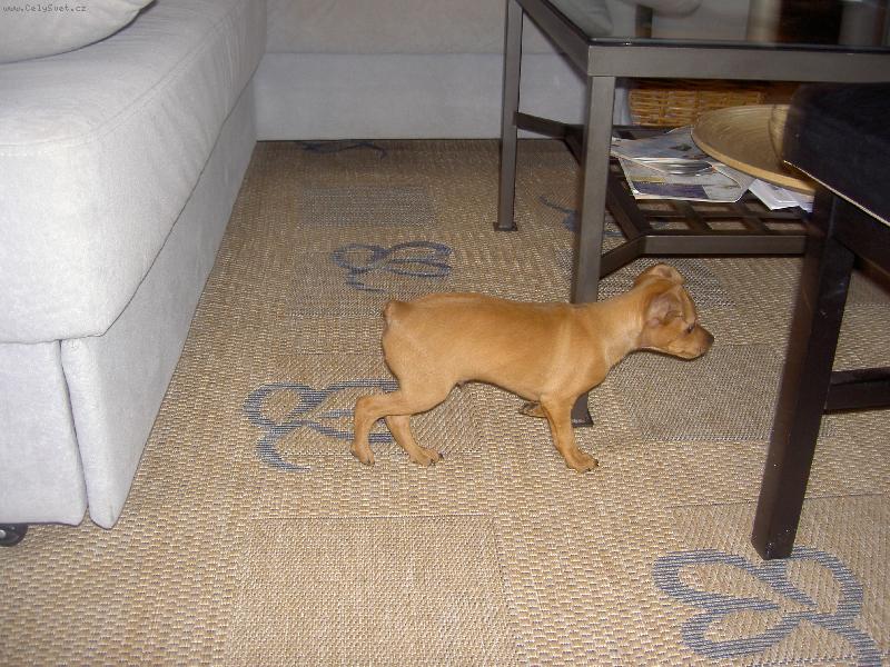 Foto: trpasli�� pin� 2 m�s�ce