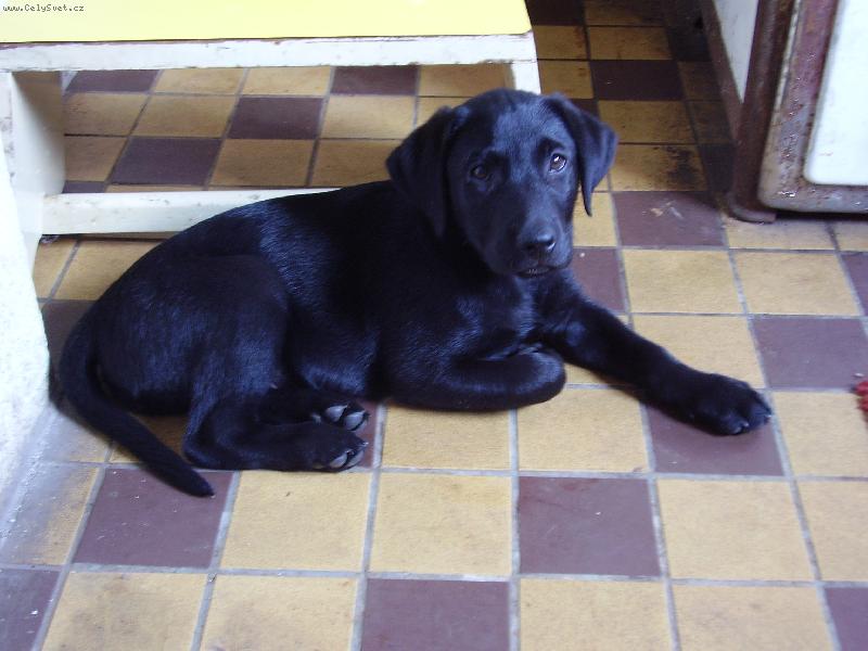 Foto: Argo-u babi�ky v kuchyni