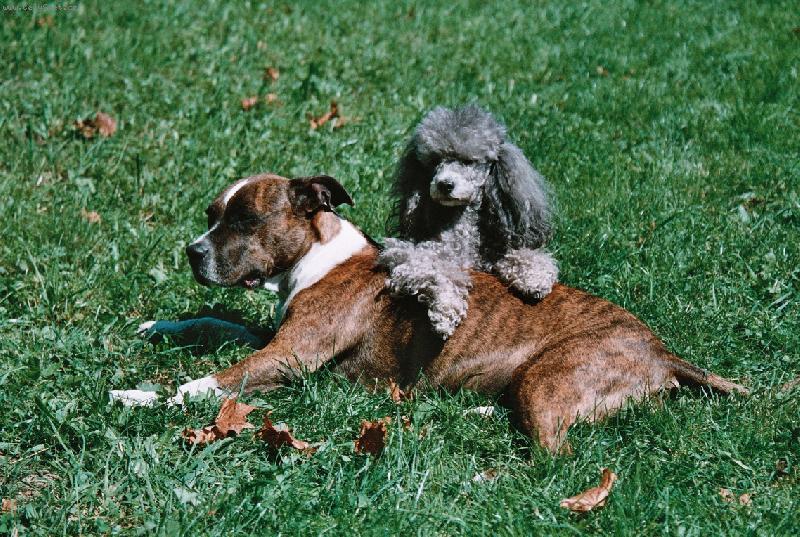 Foto: Velk� k�mo�ky - Beretta a Jenny