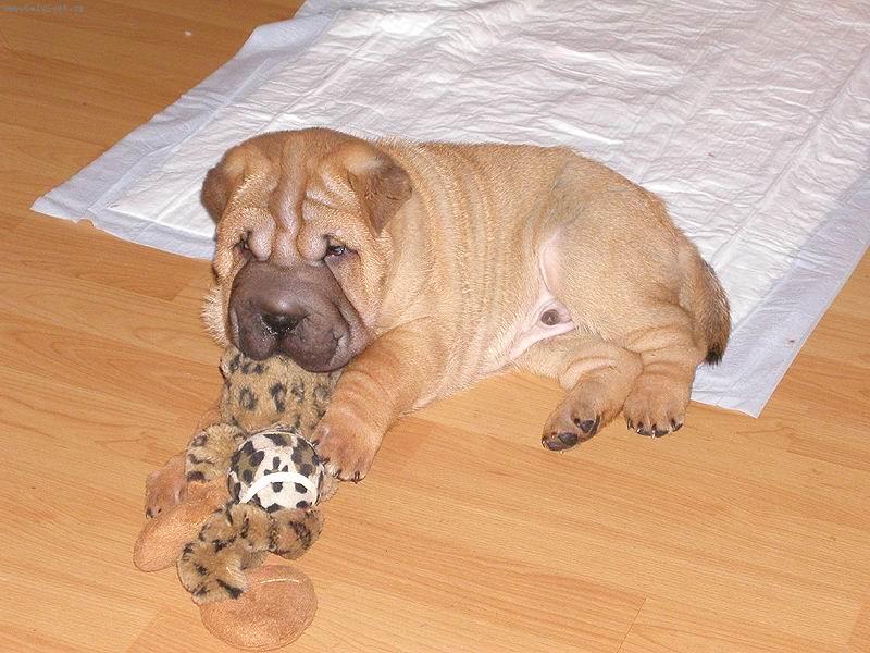 Foto: �arpej - �t�n� 7 t�dn�