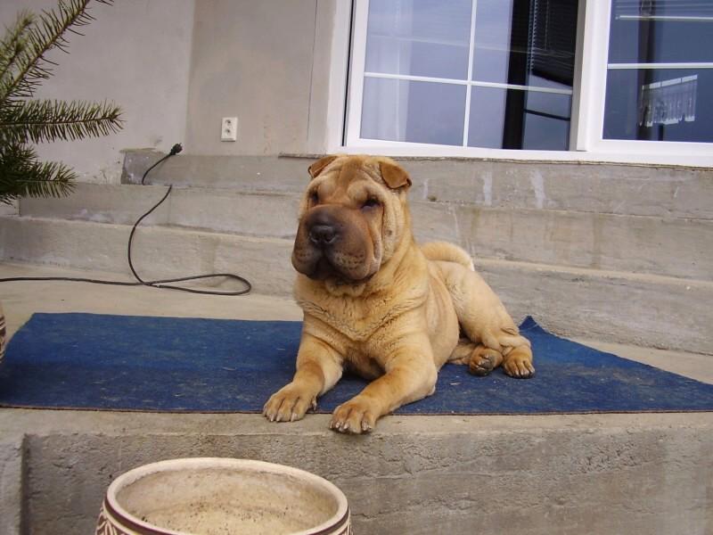 Foto: �arpej - fenka 8 m�s�c�