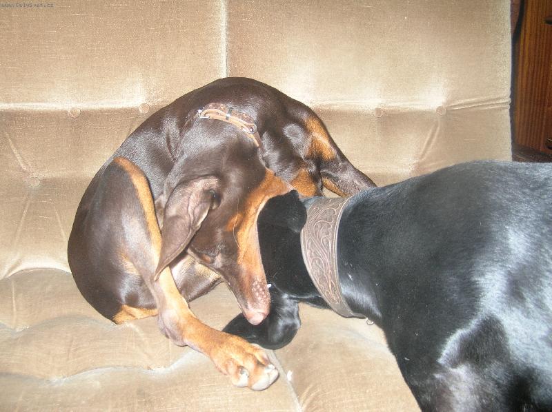 Foto: Fox��ek a jeho nev�sta Sydny- dobrman