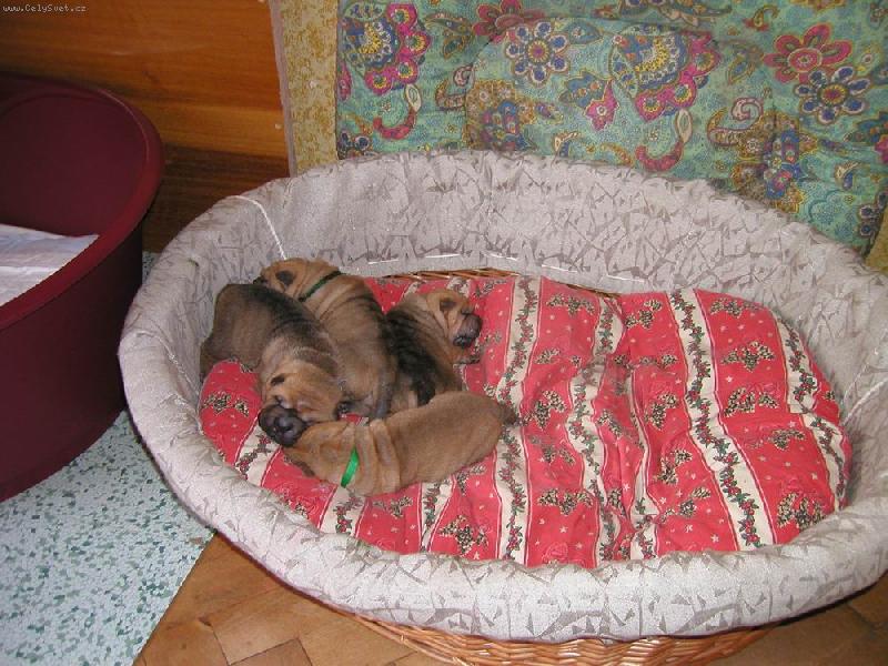 Foto: �arpej� miminka - 1 t�den