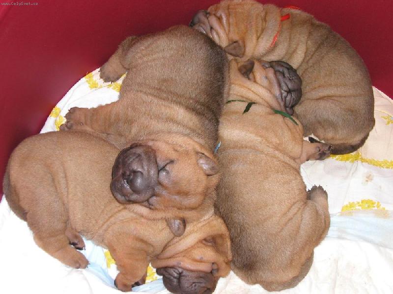 Foto: �arpej� miminka - 2 t�den