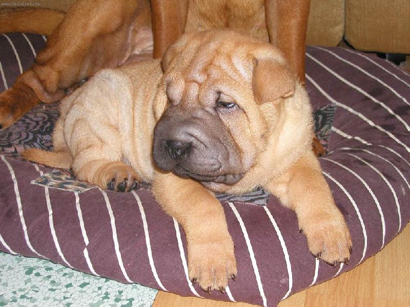 Foto: Berry - 6 t�dn�