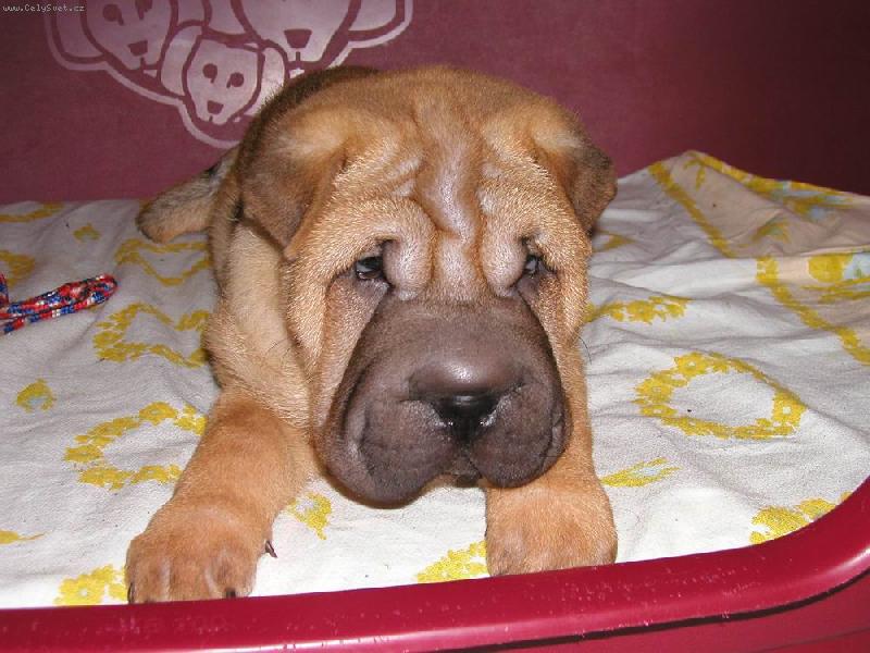 Foto: Barney - 7 t�dn�