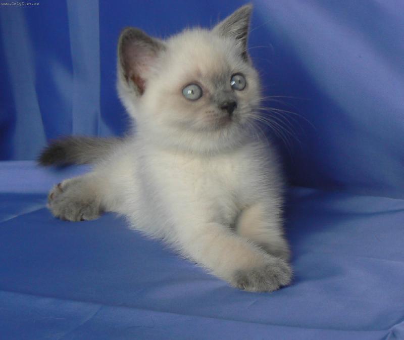 Foto: Britsk� colorpoint