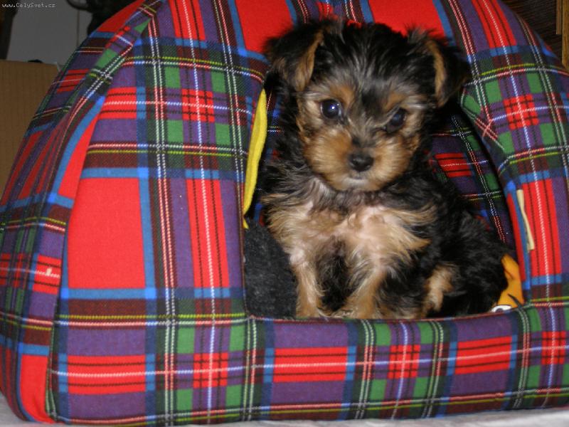 Foto: tak to je m�j dome�ek