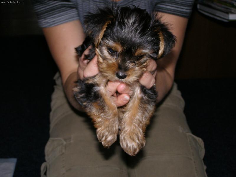 Foto: Kellynka s pani�kou