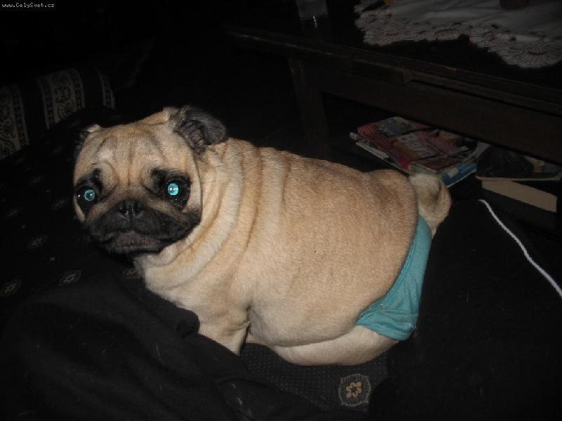 Foto: Moje zlat� holka-Mops� d�ma