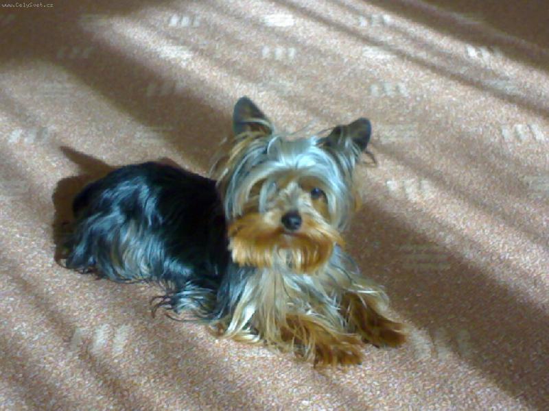 Foto: chvuilka klidu