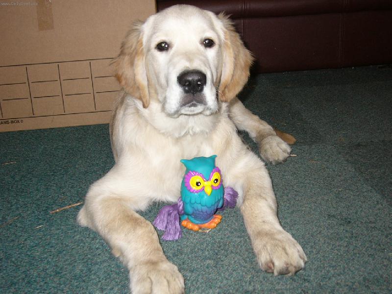 Foto: Hra�i�ka-Buddy