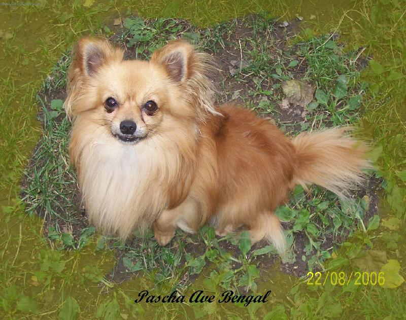 Foto: Pascha Ave Bengal