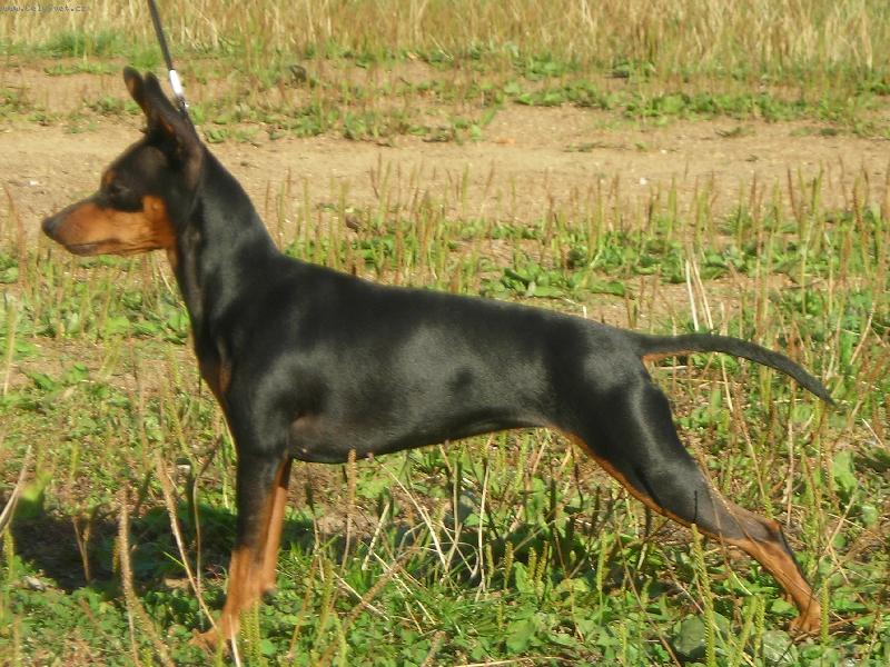 Foto: Trpasli�� pin�