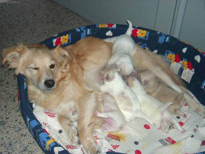 Foto: Jessinka-stra�n� v�lik� hlad