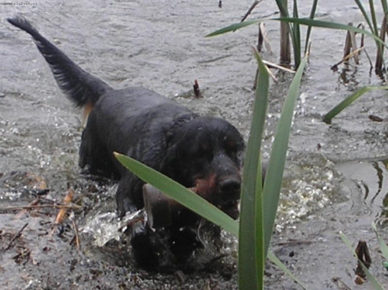 Foto: Dastin DAMA Krkono�e-aport z vody