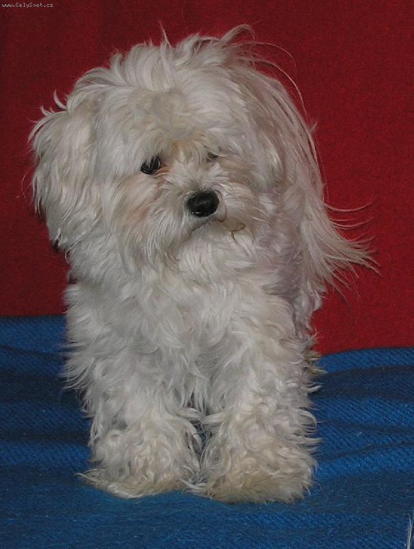 Foto: NAS MILACIK CHARLY- MALTEZACIK-CHARLY