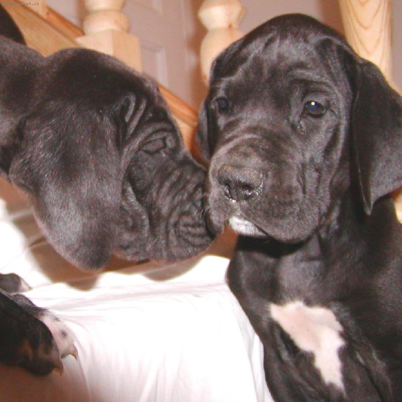 Foto: moc hezky von�!-�t���tka  z Pern�t�nsk�ch hradeb