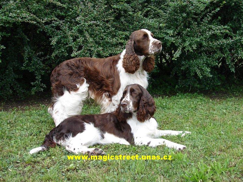 Foto: Hn�dob�l� �pring�i-Elegance Magic Street & Picabo\'s Blue Hope