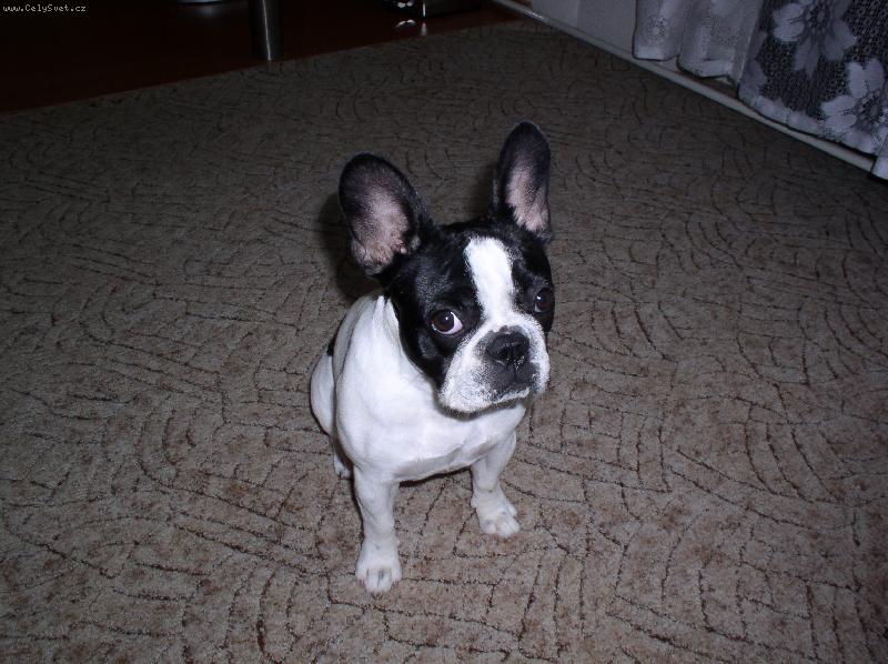 Foto: Asi jsem n�co provedla .....