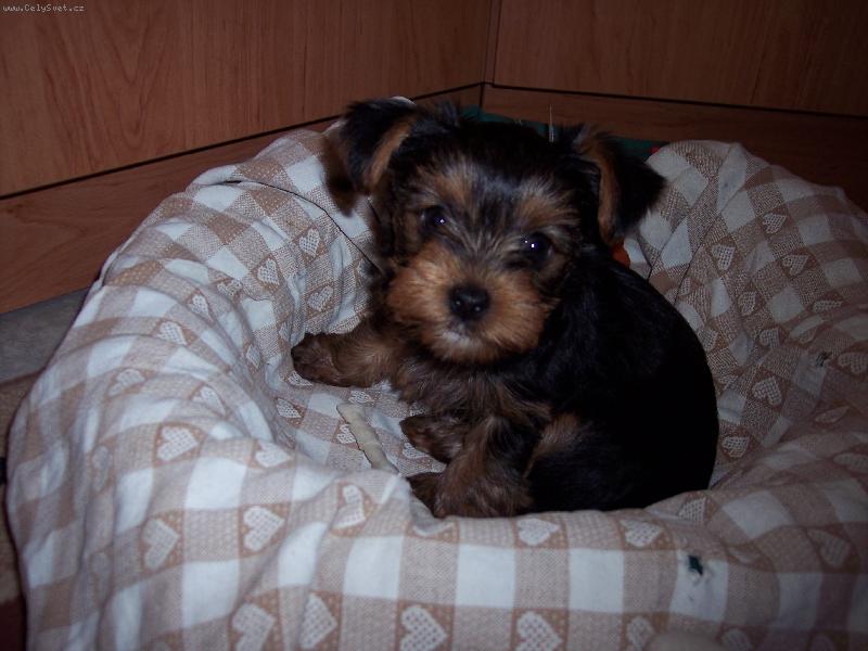 Foto: Arinka-Na�e Arinka neni roztomil�??