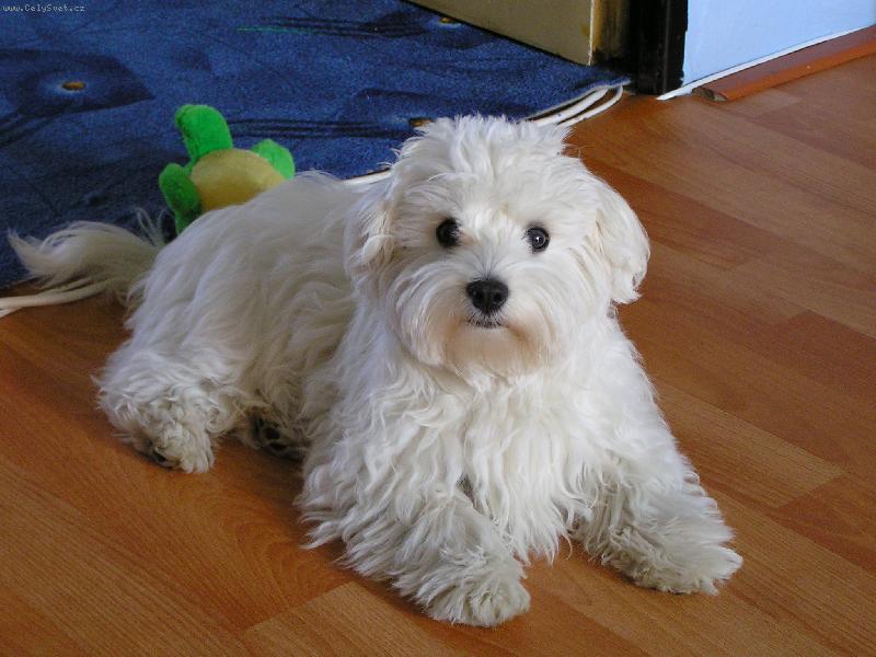 Foto: Ro���k Merlin