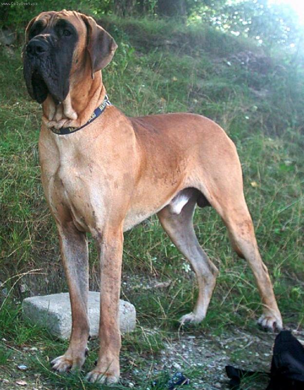 Foto: Qubilai Khan Di Tor Lupara-ch.s.Rendog