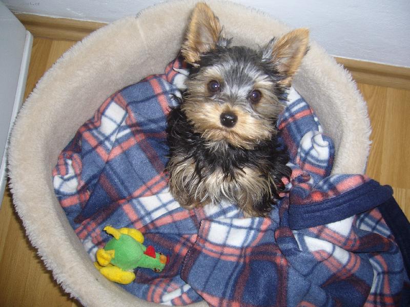 Foto: Elinka v pelechu