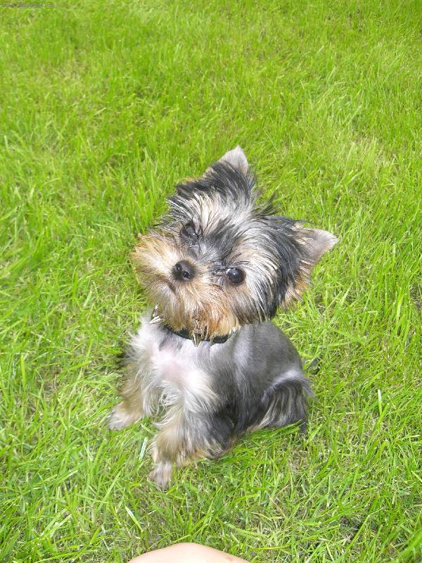 Foto: york��rsk� teri�r