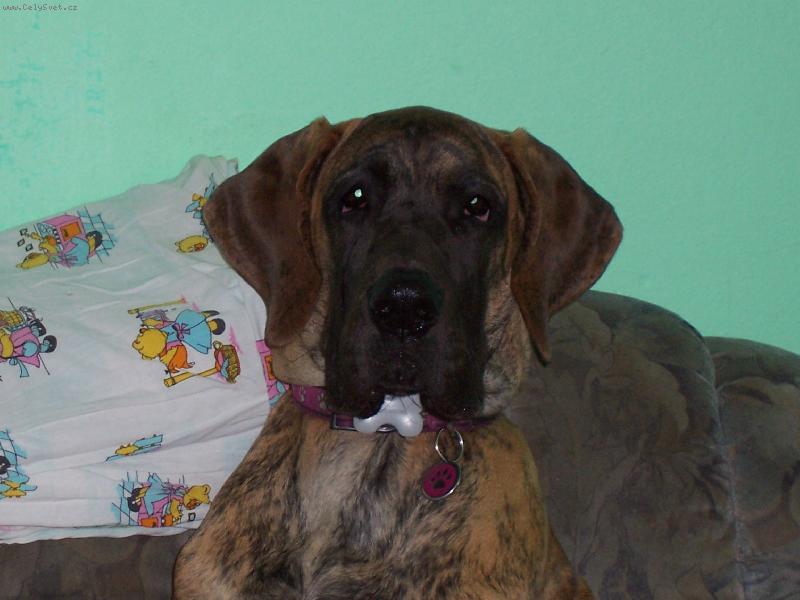 Foto: Falstar Rendog-pohled pro dogy