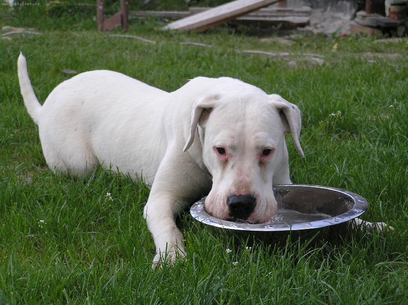 Foto: Jacinta- CHS Blansky les