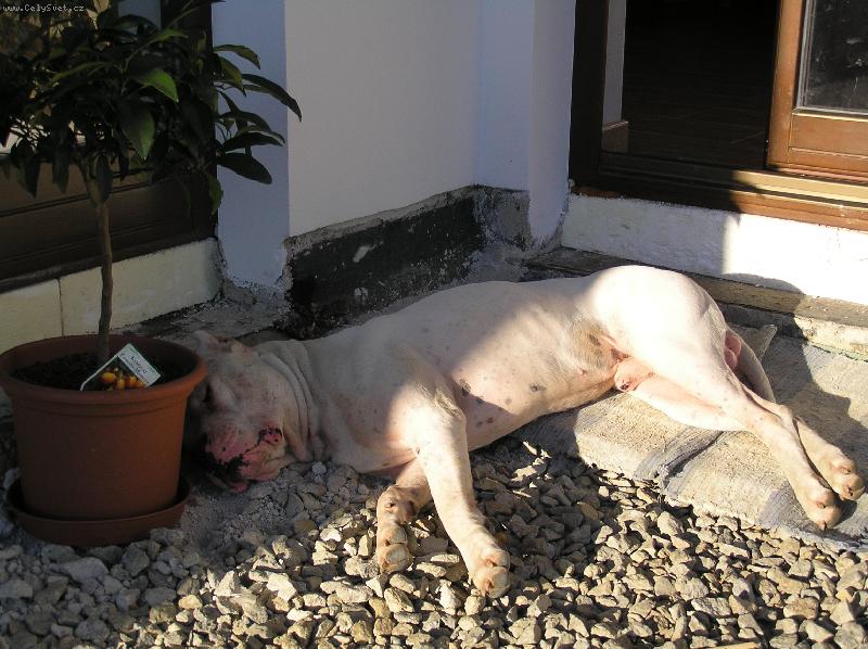 Foto: Ricardo Corazon de Leon de Vianini