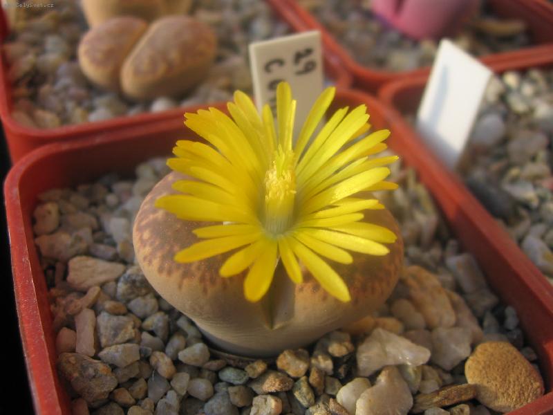 Foto: kvetouc� Lithops