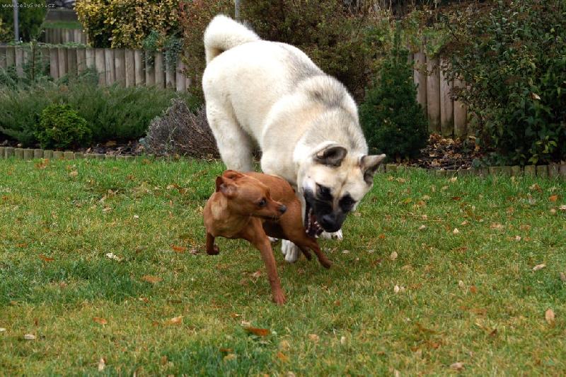 Foto: Kdo z koho-V�rn� kmar�di Akita a Pin�