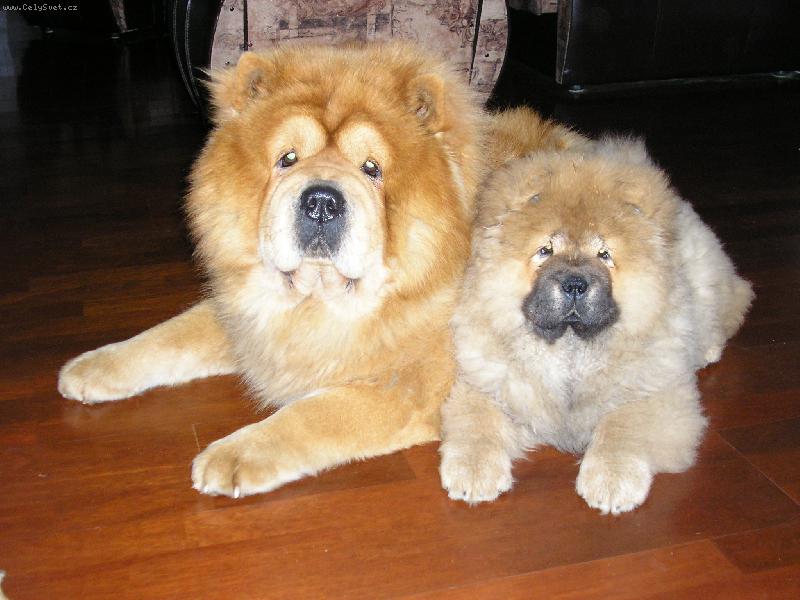 Foto: kamar�di-�au��kov�