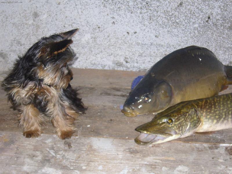 Foto: wov co to je???