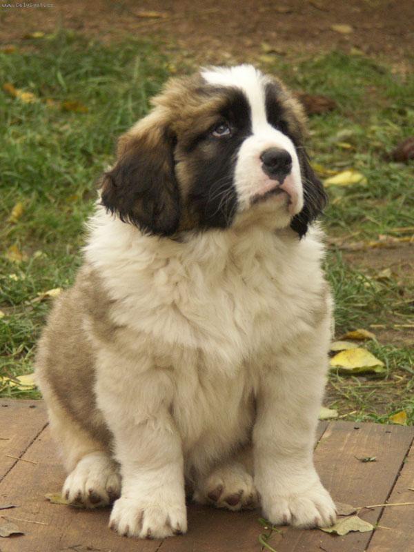 Foto: Stene ve veku 7.tydnu