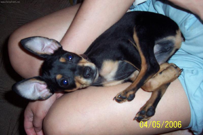 Foto: Trpasli�� pin� Dane�ek