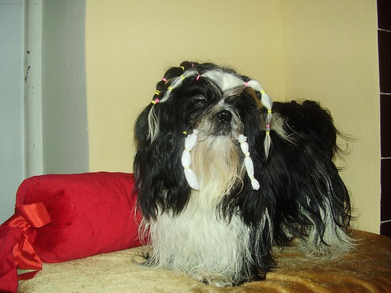 Foto: Orlando z Ivafre