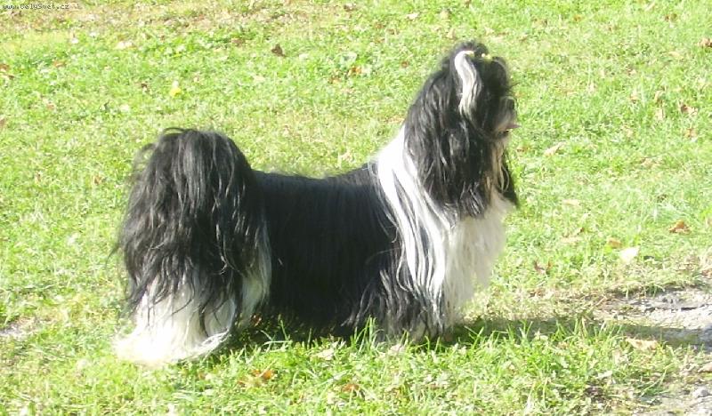 Foto: Orlando z Ivafre